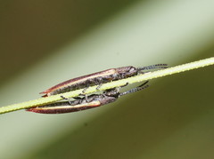 Eurispa vittata