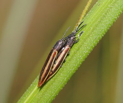 Eurispa vittata