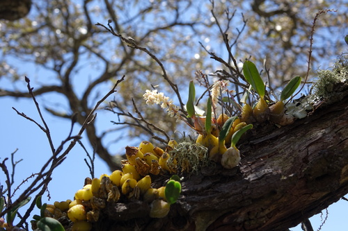 Bulbophyllum baronii image
