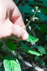 Circaea × intermedia