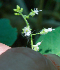 Circaea × intermedia