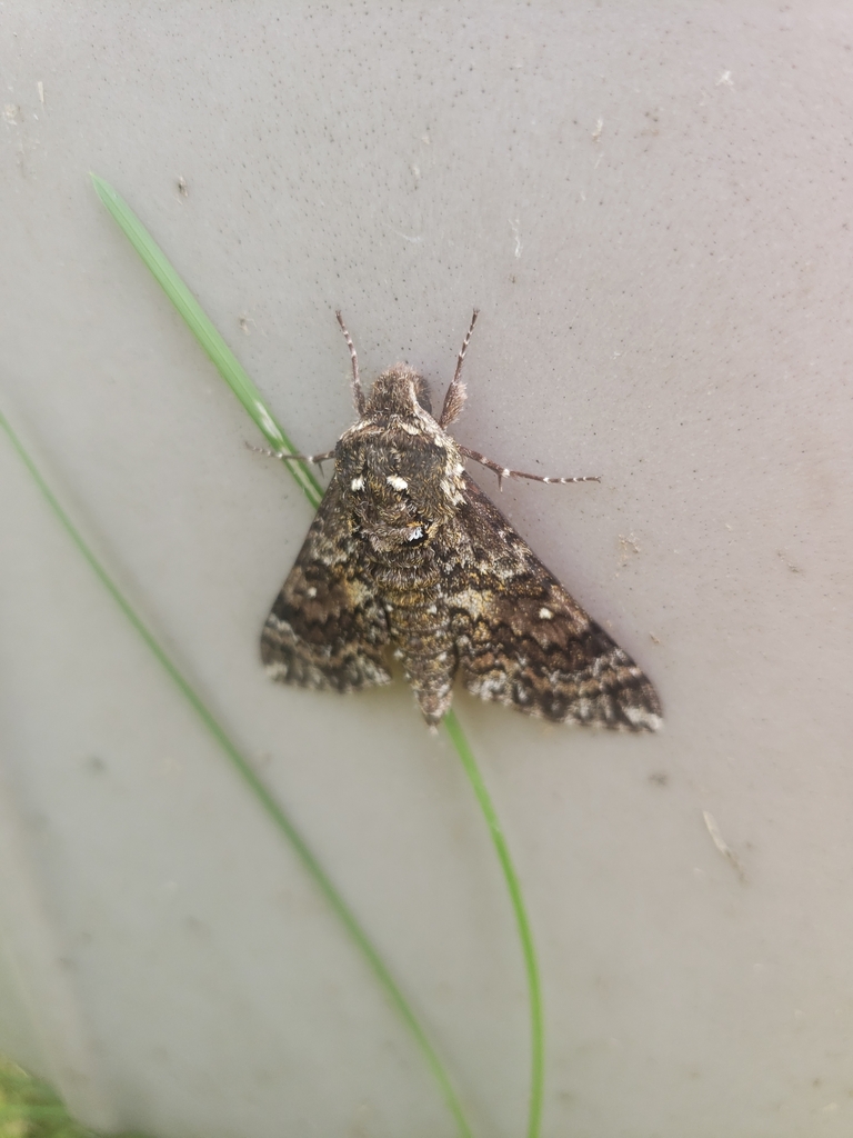Pawpaw Sphinx from Woodcock, PA, USA on July 19, 2021 at 03:01 PM by ...