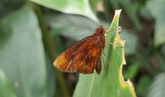 Miltomiges cinnamomea