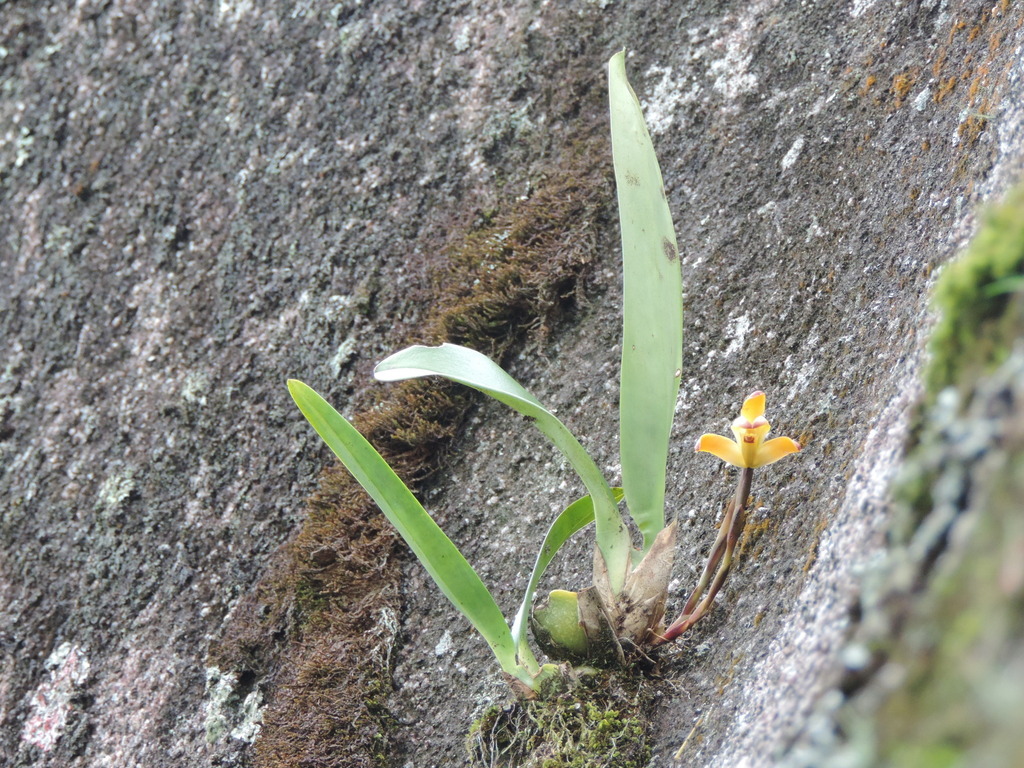 Maxillaria Porrecta From Pueblorrico Antioquia Colombia On May At Am By Maria