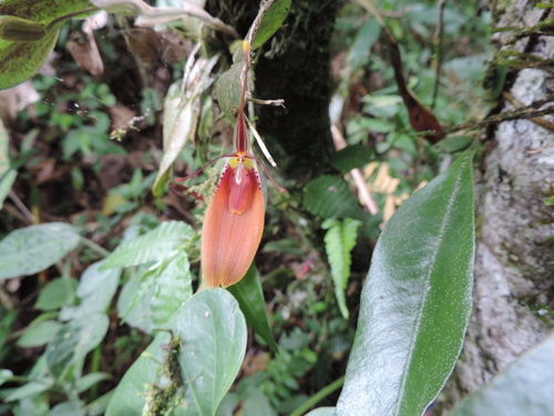 Restrepia cuprea
