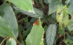 Miltomiges cinnamomea