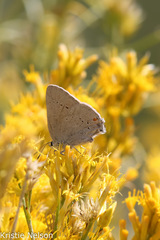 Satyrium sylvinus dryope