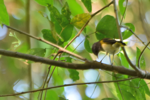 American Redstart (Setophaga ruticilla)