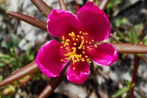 Portulaca biloba