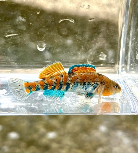 Orangethroat Darter