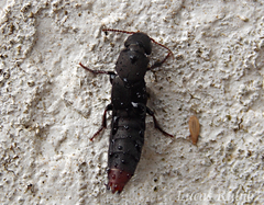 Platydracus scabrosus