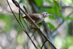 Uropsila leucogastra