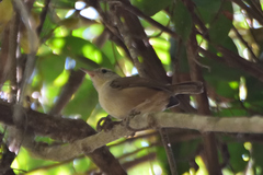 Uropsila leucogastra