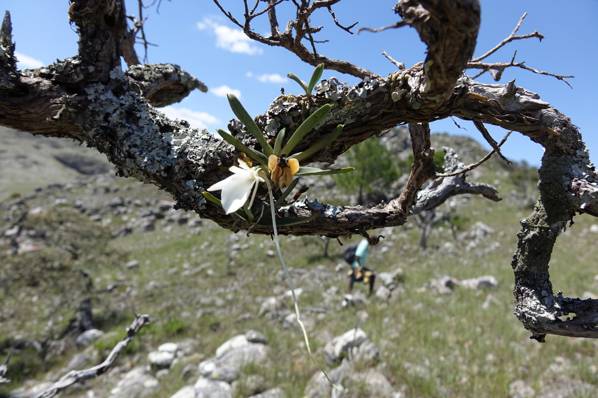 Angraecum didieri (Baill. ex Finet) Schltr.