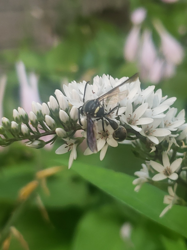 Potter and Mason Wasps from Woodcock, PA, USA on July 19, 2021 at 08:08 ...