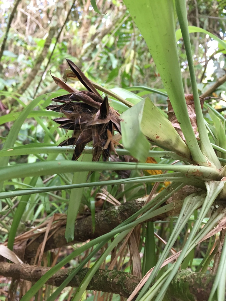 Guzmania Bromeliad
