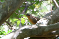 Morococcyx erythropygus