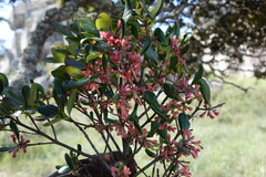 Razafimandimbisonia minor