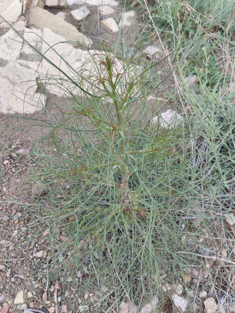Oriental Pickling Herb