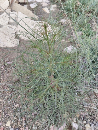Oriental Pickling Herb (Echinophora orientalis)