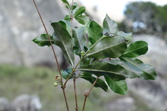 Camptocarpus