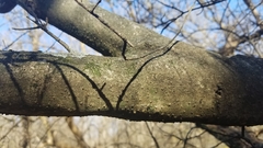 Forestiera