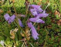 Penstemon davidsonii davidsonii