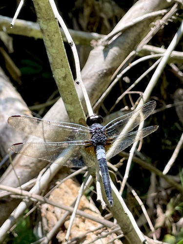 Saddled Jungleskimmer
