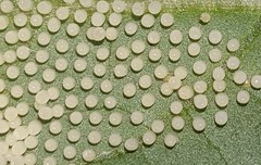 Placidina euryanassa