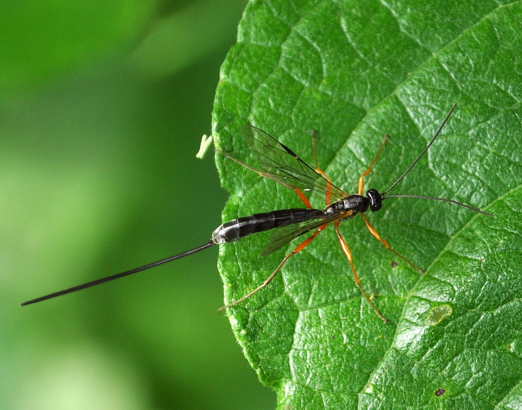 Rhyssella approximator