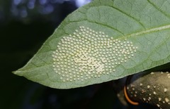 Placidina euryanassa
