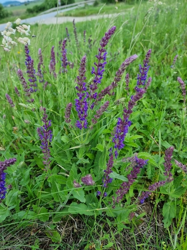 Purple Wood Sage