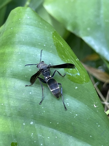 Polistes tristis