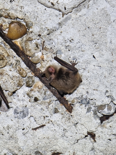 Long-fingered Bat