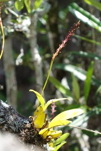 Bulbophyllum crassipetalum image