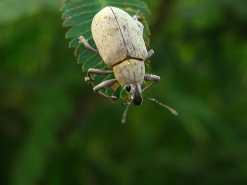 Pachnaeus azurescens