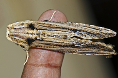 Xyleutini