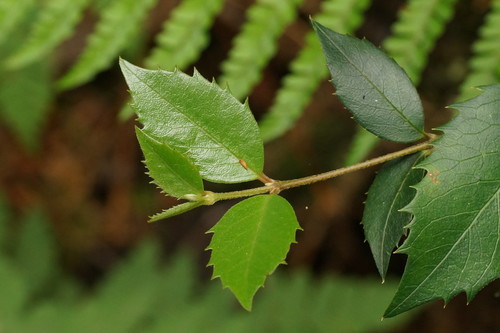 Subspecies Atherosperma moschatum moschatum · iNaturalist