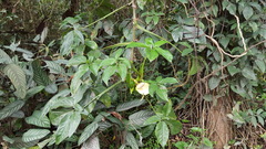 Syngonium neglectum