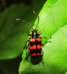 Neolema fasciata