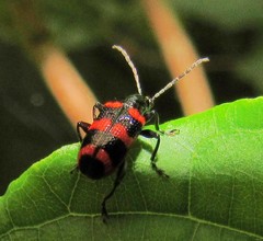 Neolema fasciata