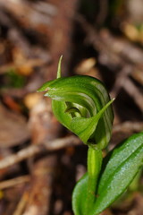 Pterostylis scabrida