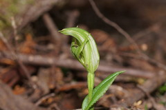 Pterostylis scabrida