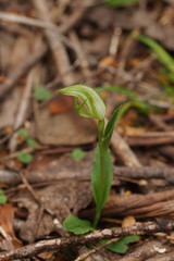 Pterostylis scabrida