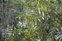 Agarista salicifolia