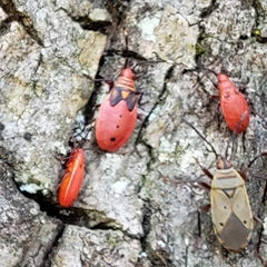 Probergrothius