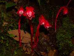 Monotropa coccinea