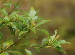 Phyllocladus aspleniifolius