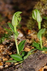 Pterostylis scabrida