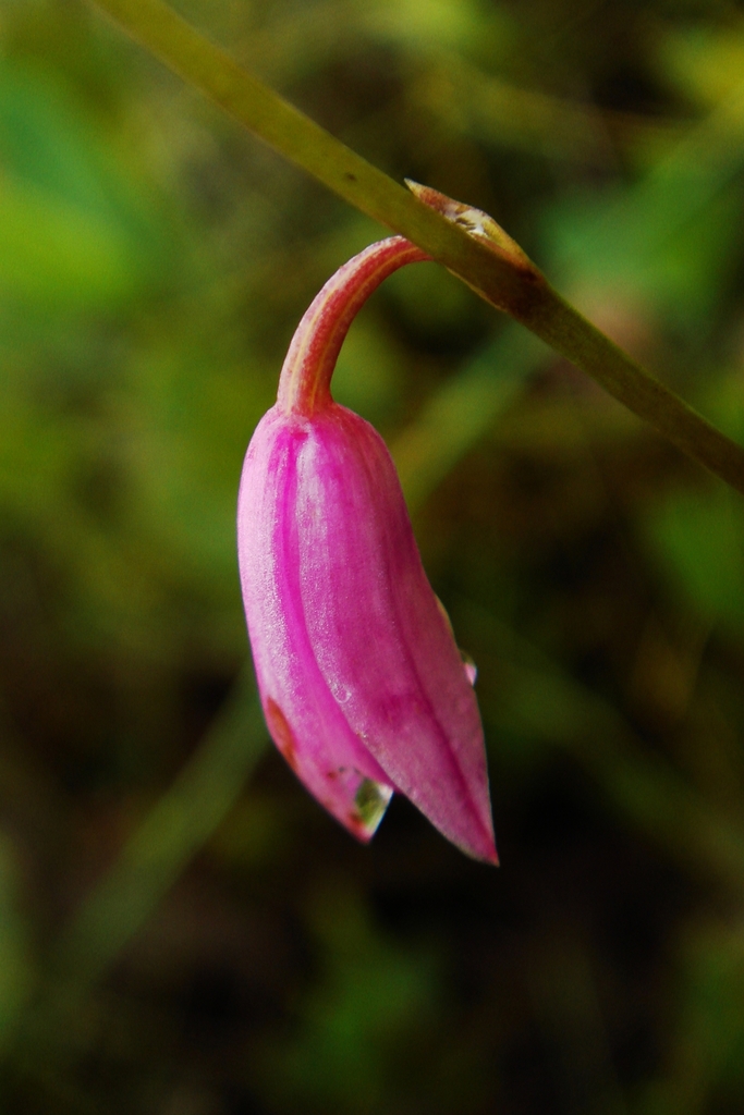 Basiphyllaea sarcophylla